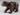 Bear with 2 Studs on Back with Black Nose and Dark Tan Muzzle Pattern